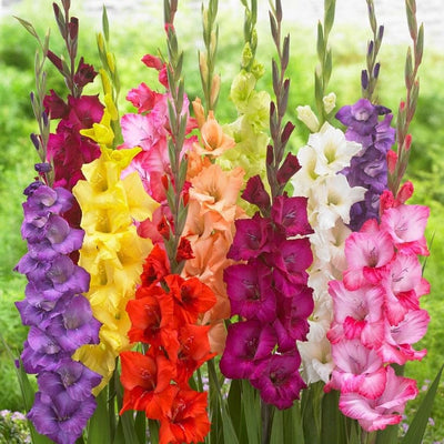 100 Pcs