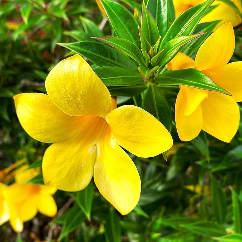 Yellow Allamanda Seeds for Planting  Perfect for Adding a Tropical Touch to Gardens and Green Spaces