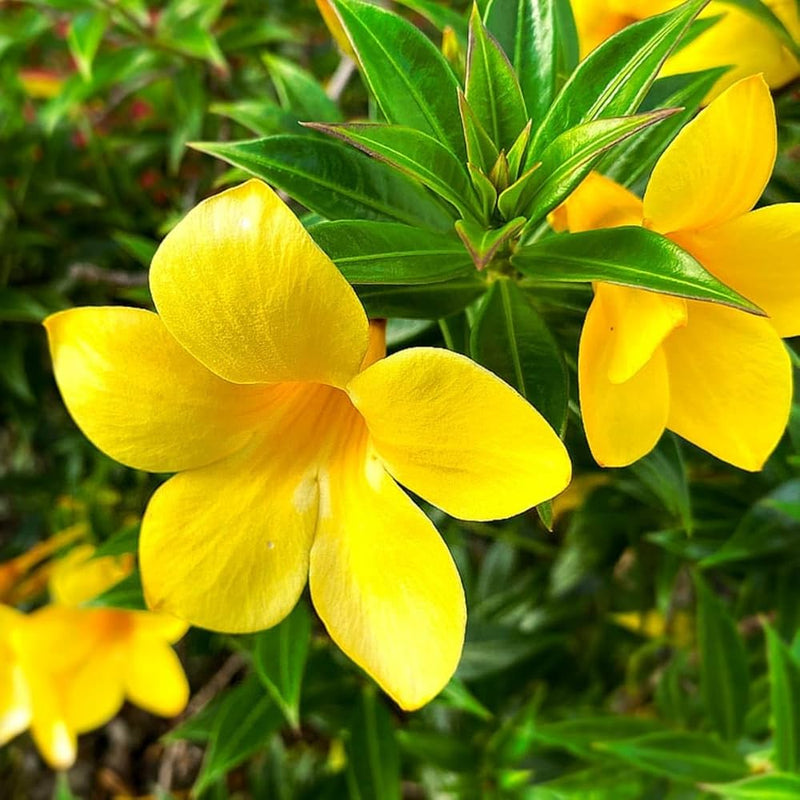 Yellow Allamanda Seeds for Planting  Perfect for Adding a Tropical Touch to Gardens and Green Spaces