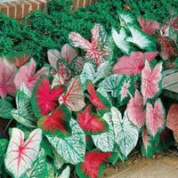 Elephant Ear plants with large decorative green leaves
