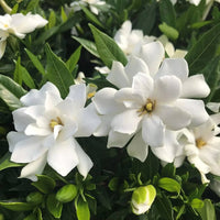 White Gardenia Jasminoides Flower Seeds for Planting - Fragrant Garden Perennial Blooms