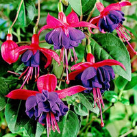Fuchsia Seeds for pink flowers in bonsai hanging gardens