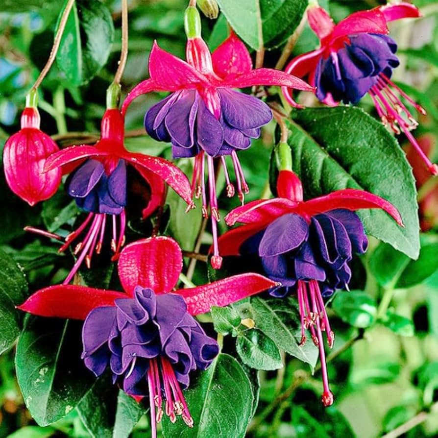 Blue Red Fuchsia Flower seeds for Planting Wildflower Mix Heirloom & GMO Free Seeds for Home Garden
