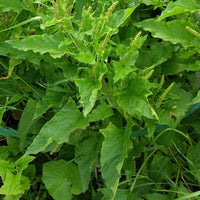Healthy Good King Henry perennial herb growing in fertile garden soil.