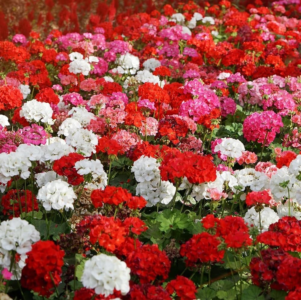 Light Red White Geranium Flower Seeds for Planting Seasonal Bloomer Heirloom & GMO Free Seeds for Home Garden
 
 Sale