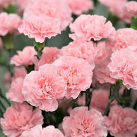 Light Pink Carnations Flower Seeds for Planting Perfect for Borders Heirloom & GMO Free Seeds for Home Garden
 
 Sale