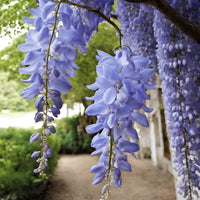Wisteria Tree Seeds Mixed for Planting  Seed for Gorgeous Blooms and Lush Growth in Your Garden