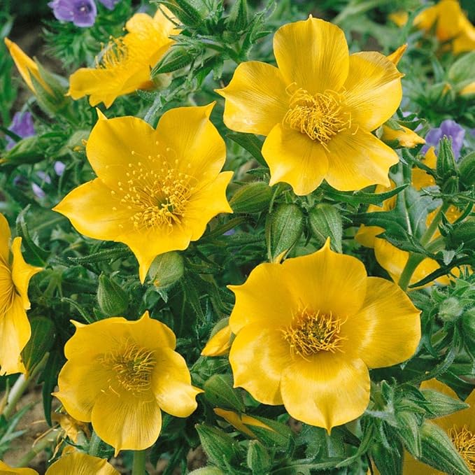 Mentzelia Lindleys Blazing Star Seeds for Striking Yellow Flowers