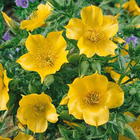 Mentzelia Lindleys Blazing Star Seeds for Striking Yellow Flowers