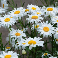 Gemalten Daisy Wildflower Seeds – American Butterfly-Attracting Bloom Mix