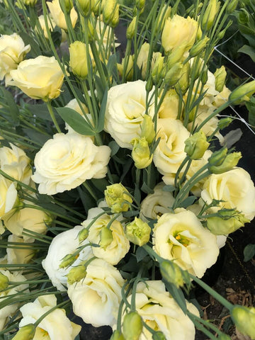 Light Yellow Eustoma (Lisianthus) Flower Seeds for Planting Heirloom NONGMO Seeds Wildflower Mix 
 
 Sale