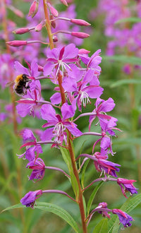 Rosebay Willowherb Epilobium angustifolium Plant Seeds