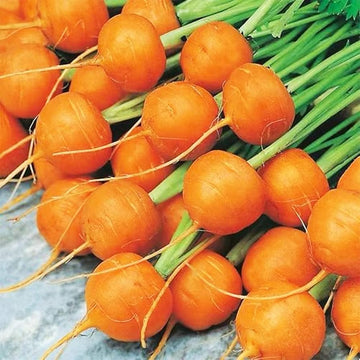 Premium Parisian Carrot Seeds  Ideal for Planting