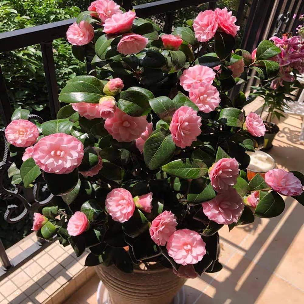 Pink Red Camellia Flores Flower Seeds for Planting Seasonal Bloomer Heirloom & GMO Free Seeds for Home Garden
 
 Sale