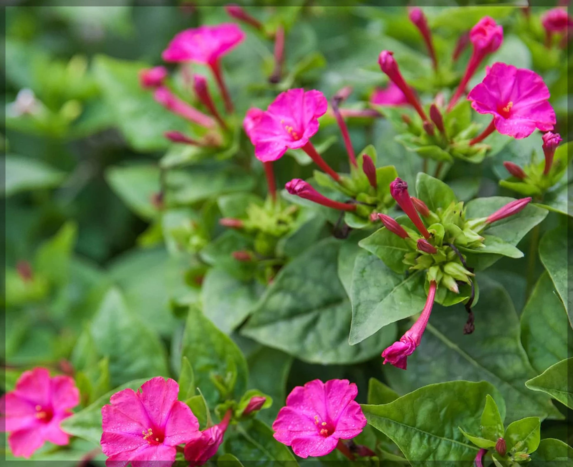Four O’Clock Flower seeds for Planting, Pollinator Friendly Heirloom & GMO Free Seeds for Home Garden