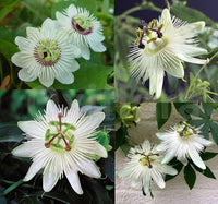 White Passiflora Flower seeds for Planting - Hardy Variety, Heirloom & GMO Free Seeds for Home Garden