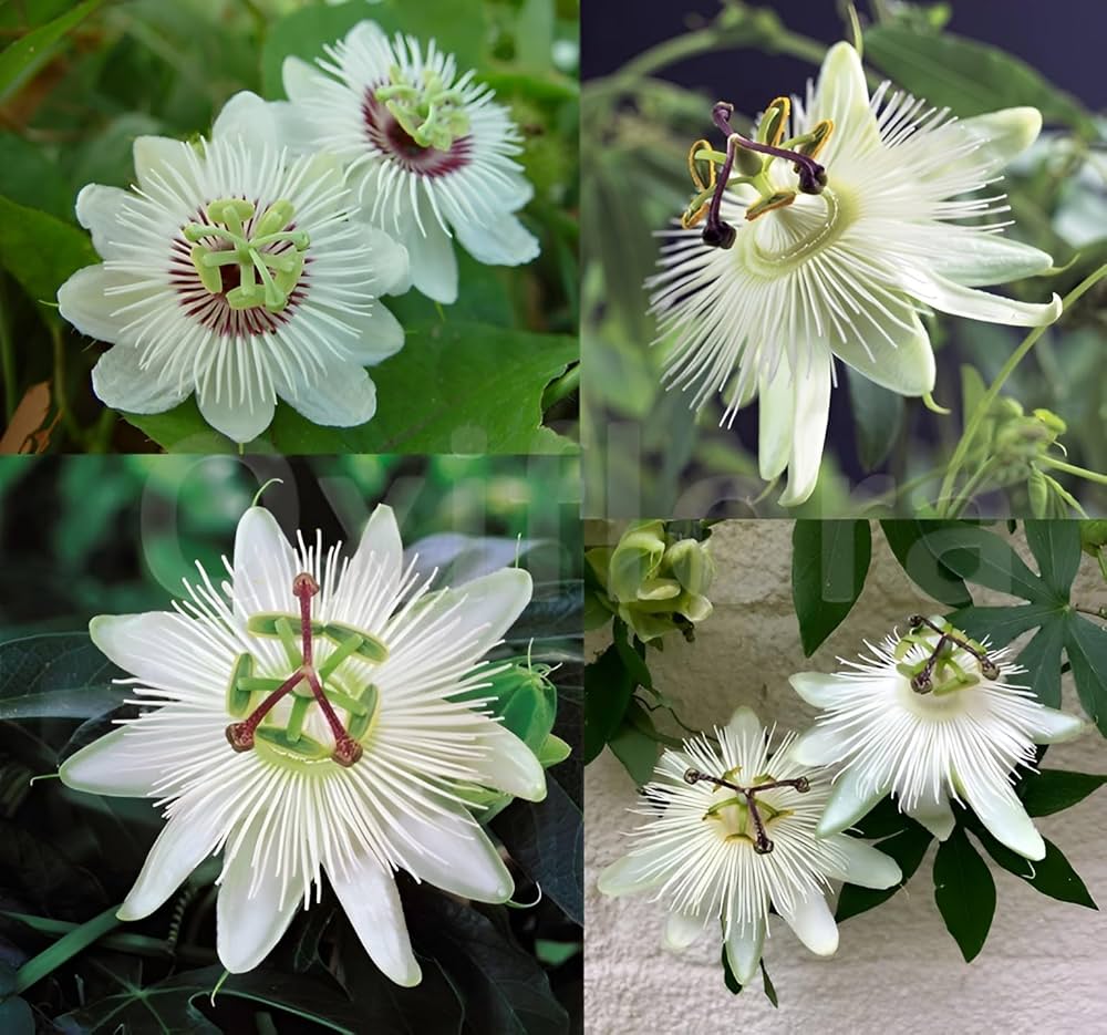 White Passiflora Flower Seeds for Planting  Ideal for Graceful Garden Blooms