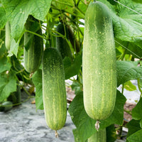 Hybrid Cucumber Seeds | GMO-Free Vegetable Garden Variety for Home Growing