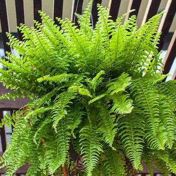 Green White Fern for Planting Hardy Variety Heirloom & GMO Free Seeds for Home Garden
 
 Sale