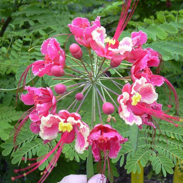 Pink Caesalpinia Flower seeds for Planting Pollinator Friendly Heirloom & GMO Free Seeds for Home Garden