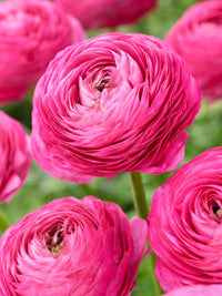 Ranunculus Flower seeds for Planting - Wildflower Mix, Heirloom & GMO Free Seeds for Home Garden
