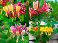 Honeysuckle Lonicera Seeds for Planting - Vibrant Flowering Plant