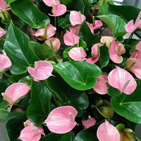 Pink Anthurium Seeds Flower seeds for Planting - Drought Tolerant, Heirloom & GMO Free Seeds for Home Garden