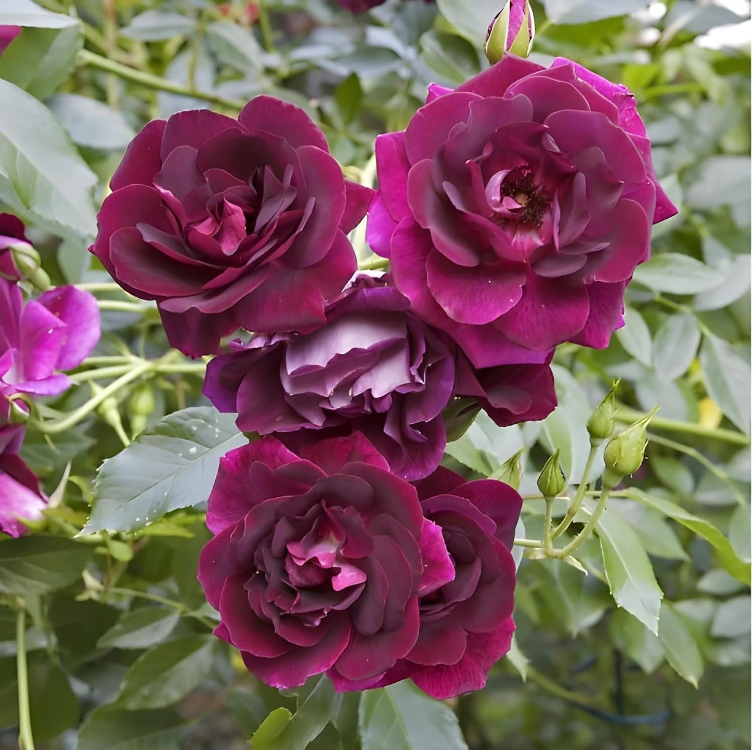 Burgundy Rose Flower Seeds for Planting Low Maintenance Heirloom & GMO Free Seeds for Home Garden
 
 Sale