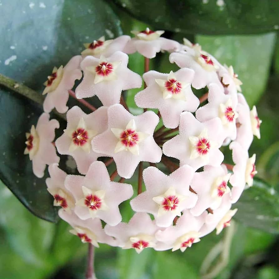 Aleurites Flower seeds for Planting - Long Bloom Season, Heirloom & GMO Free Seeds for Home Garden
 
 Sale for planting in home garden.