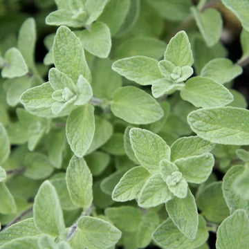 Wild Zaatar Oregano (Origanum syriacum) Seeds for Planting – Heirloom & Non-GMO Herb Seeds