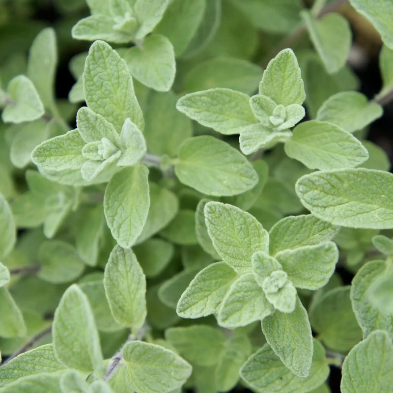 Wild Zaatar Oregano (Origanum syriacum) Seeds for Planting – Heirloom & Non-GMO Herb Seeds