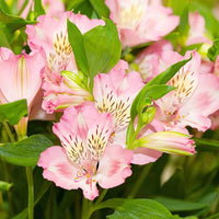 Peruvian Lily Alstroemeria Flower Seeds for Planting
