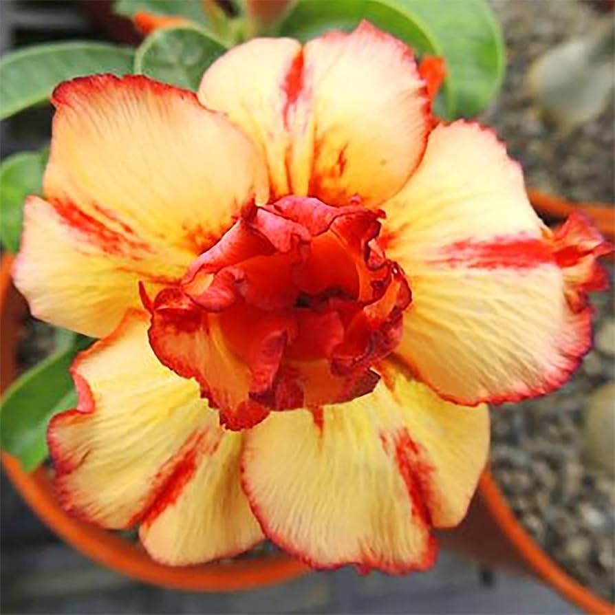 Yellow Red Bellfarm Flower seeds for Planting - Wildflower Mix, Heirloom & GMO Free Seeds for Home Garden