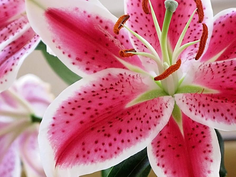 Perennial Lily flowers growing in an outdoor garden