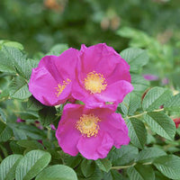 Red Rugosa Rose Seeds for Fragrant, Hardy Rose Bushes