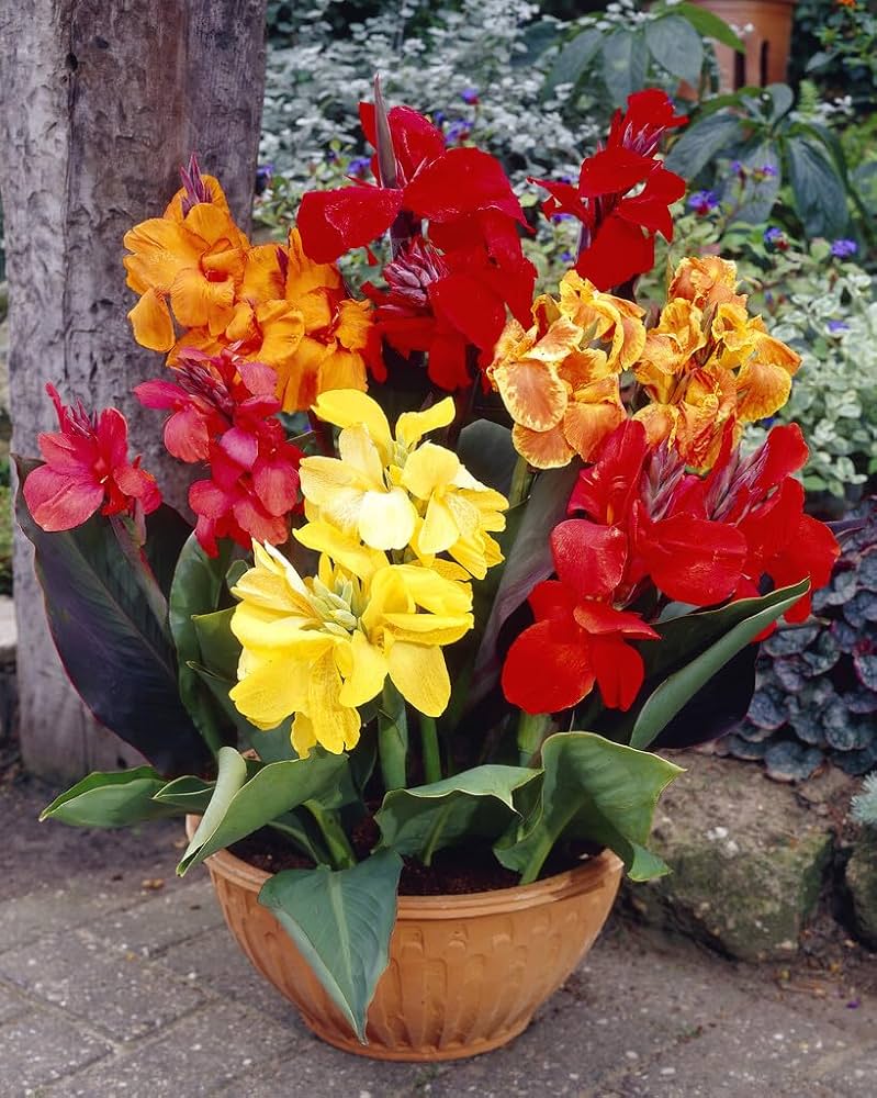 Mixed Tall Canna Lily Bulbs for Garden Beds, Borders, Containers & Outdoor Landscapes