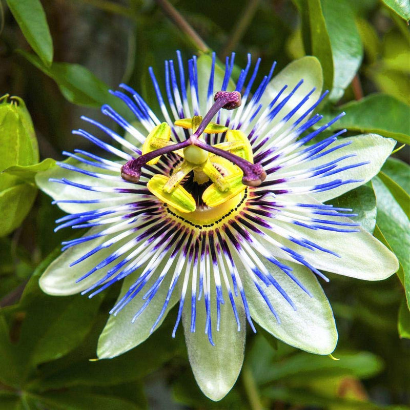 Blue Caper Flower Seeds: Best Planting Tips for Gardeners
