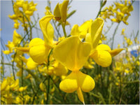 Yellow Bloom Seeds for Spartium Planting