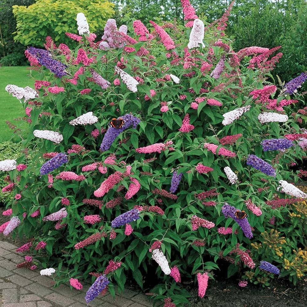 Mix Buddleia Flower seeds for Planting - Bright Blooms, Heirloom & GMO Free Seeds for Home Garden
