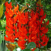 Orange Strongylodon Macrobotrys Seeds Flower seeds for Planting Garden Favorite Heirloom & GMO Free Seeds for Home Garden