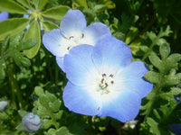 Light Blue Nezabudka Flower Seeds for Planting Bright Blooms Heirloom & GMO Free Seeds for Home Garden
 
 Sale