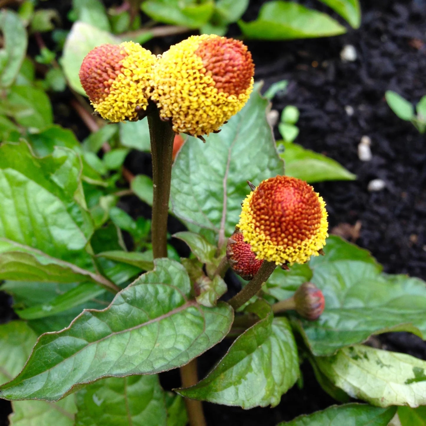 Acmella Flower seeds for Planting - Cut Flower Favorite, Heirloom & GMO Free Seeds for Home Garden