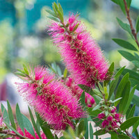Pink Bottle Brush Flower seeds for Planting - Long Bloom Season, Heirloom & GMO Free Seeds for Home Garden