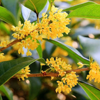 Heirloom Osmanthus Flower seeds for Planting Cottage Garden Essential Heirloom & GMO Free Seeds for Home Garden
