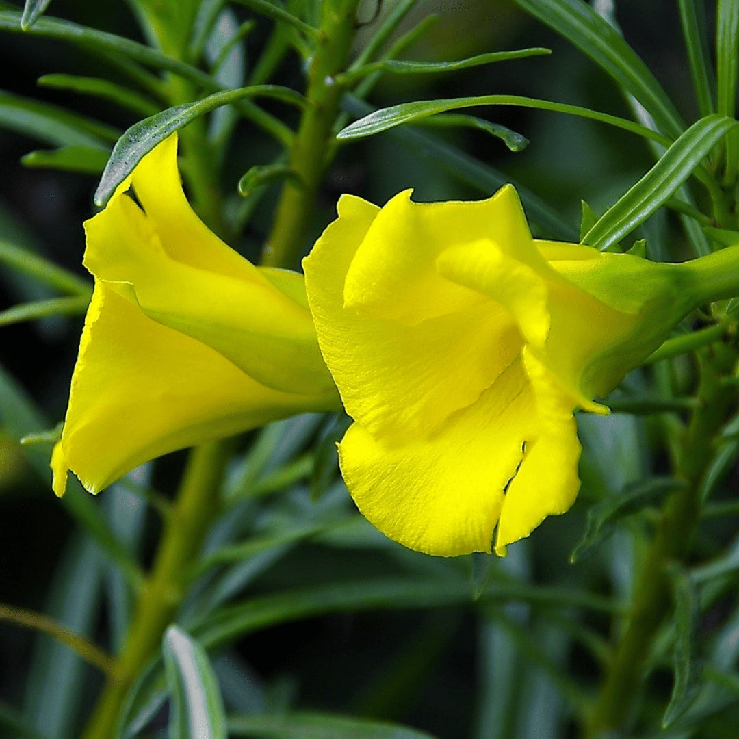 Thevetia Neriifolia Flower Seeds for Planting