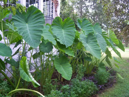 Alocasia Heirloom Non GMO Planting Flower seeds for Planting Shade Tolerant Heirloom & GMO Free Seeds for Home Garden