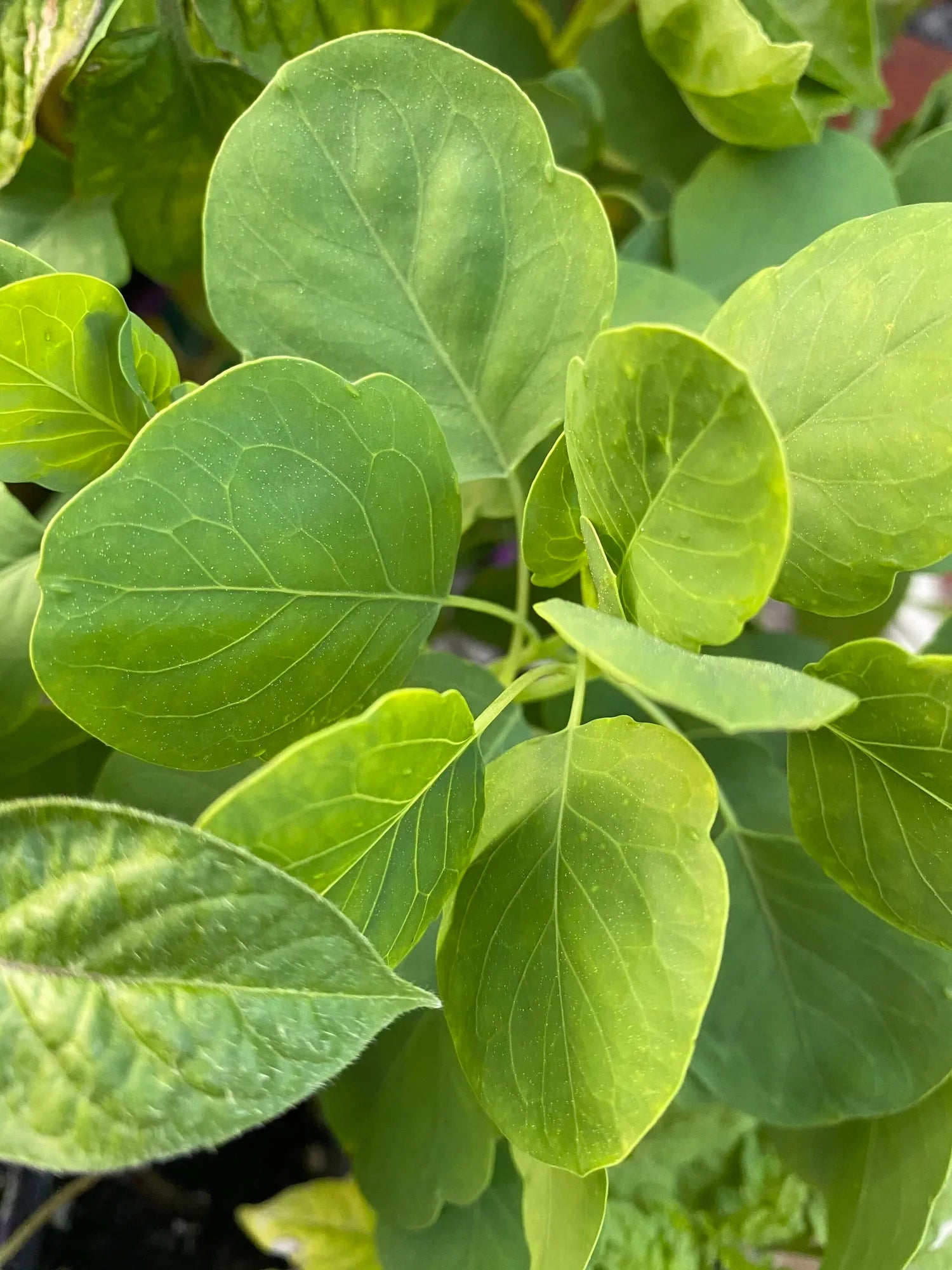 Bolivian Coriander Papalo plant suitable for herb gardens and containers.