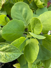 Bolivian Coriander Papalo plant suitable for herb gardens and containers.