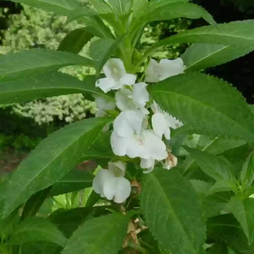 Balsamine Flower seeds for Planting - Drought Tolerant, Heirloom & GMO Free Seeds for Home Garden
 
 Sale seeds for planting in home garden