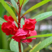 Balsamine Flower seeds for Planting - Sun Loving, Heirloom & GMO Free Seeds for Home Garden